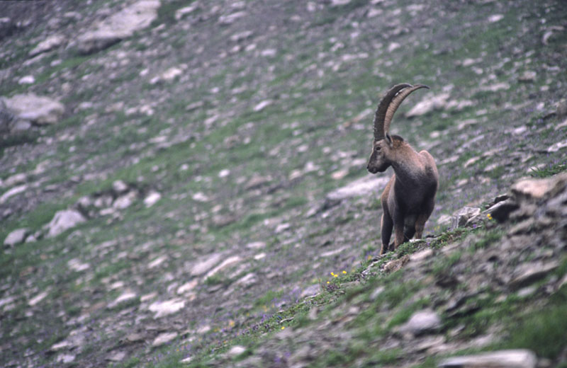 Steinbock