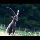 Steinbock ...