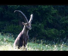 Steinbock ...