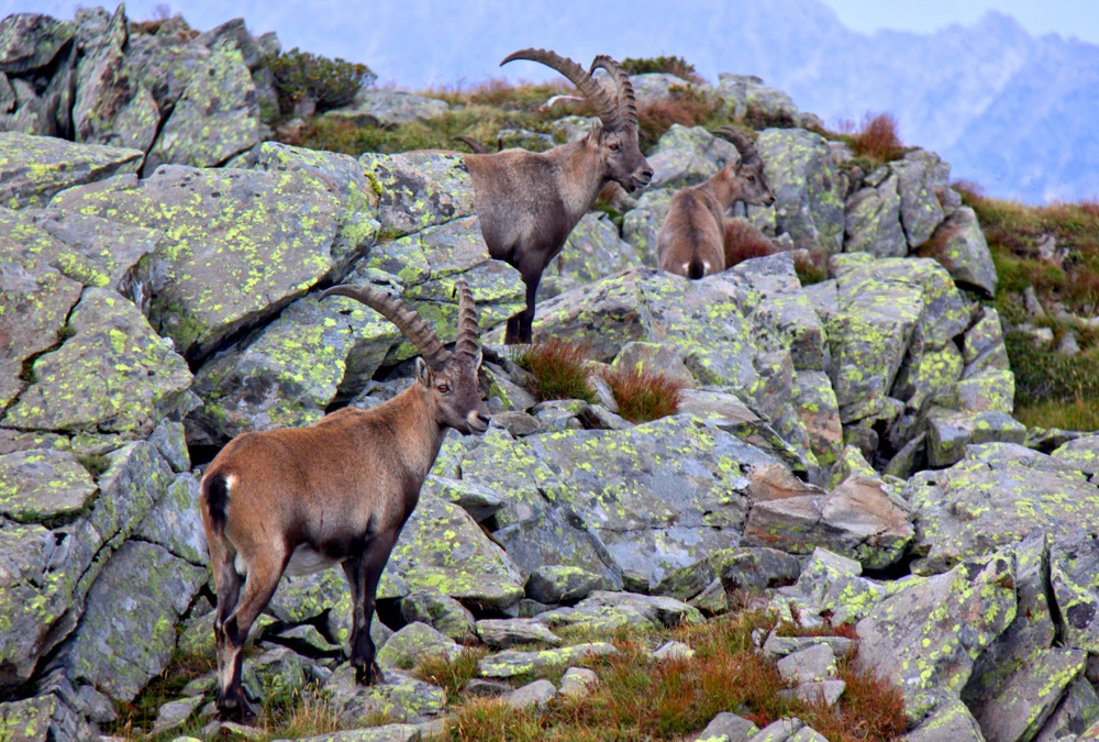 Steinbock-Familie