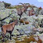 Steinbock-Familie