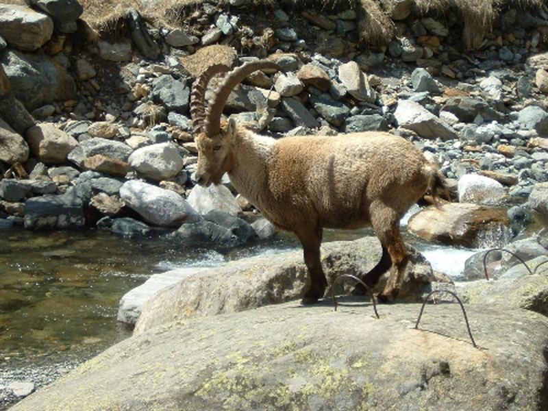 Steinbock fast zum Greifen nahe