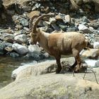 Steinbock fast zum Greifen nahe