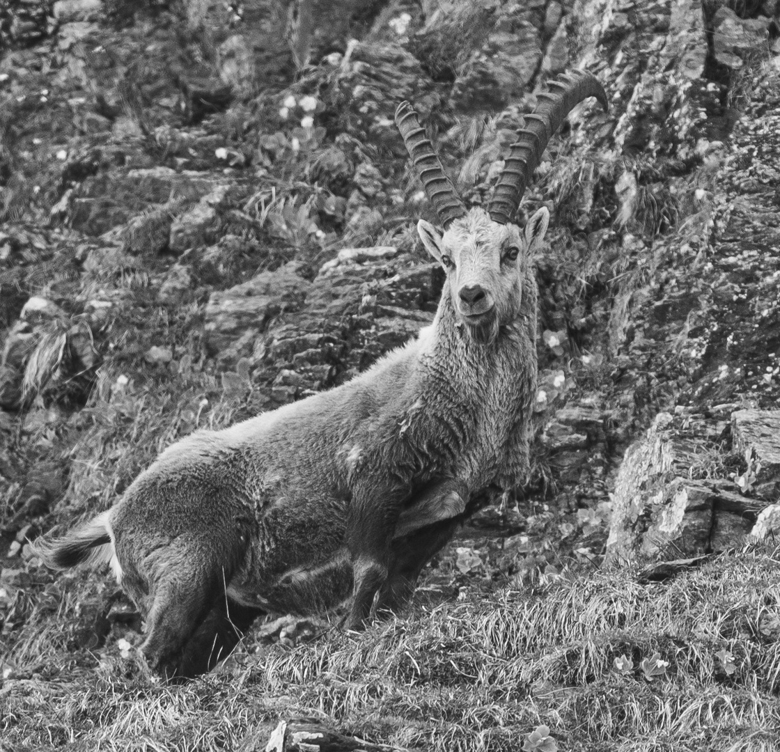 steinbock