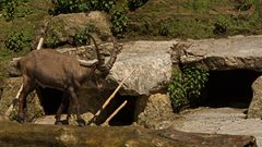 Steinbock