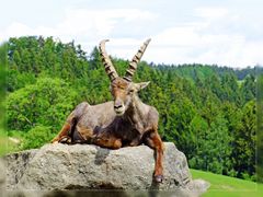 Steinbock - ganz relaxed #2