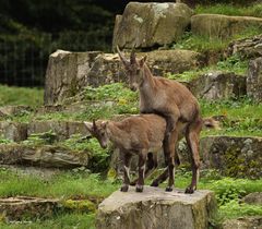 Steinbock Geis ..............