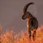 Steinbock geniesst Morgenrot