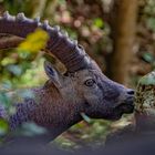 Steinbock gesehen beim Creux du van