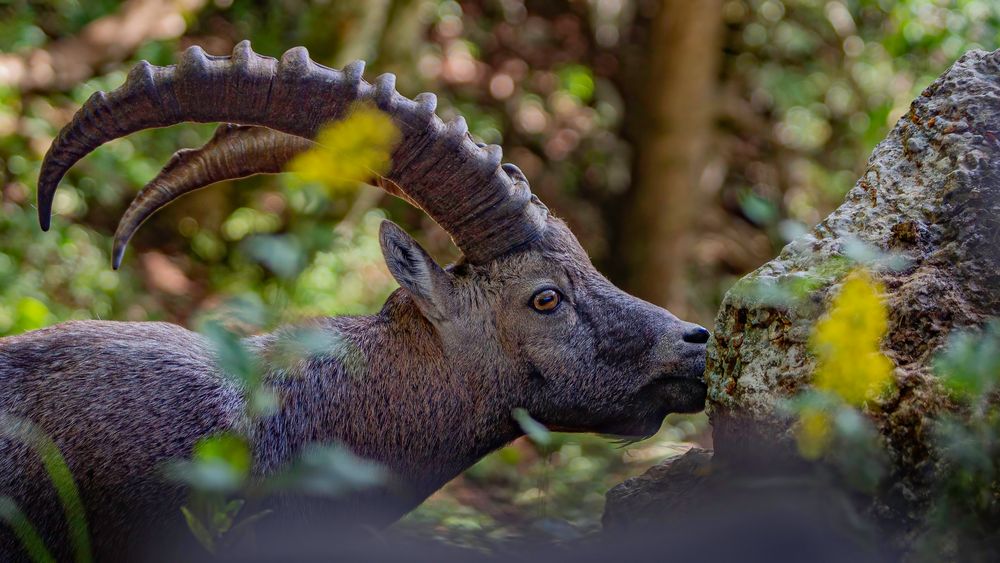 Steinbock gesehen beim Creux du van