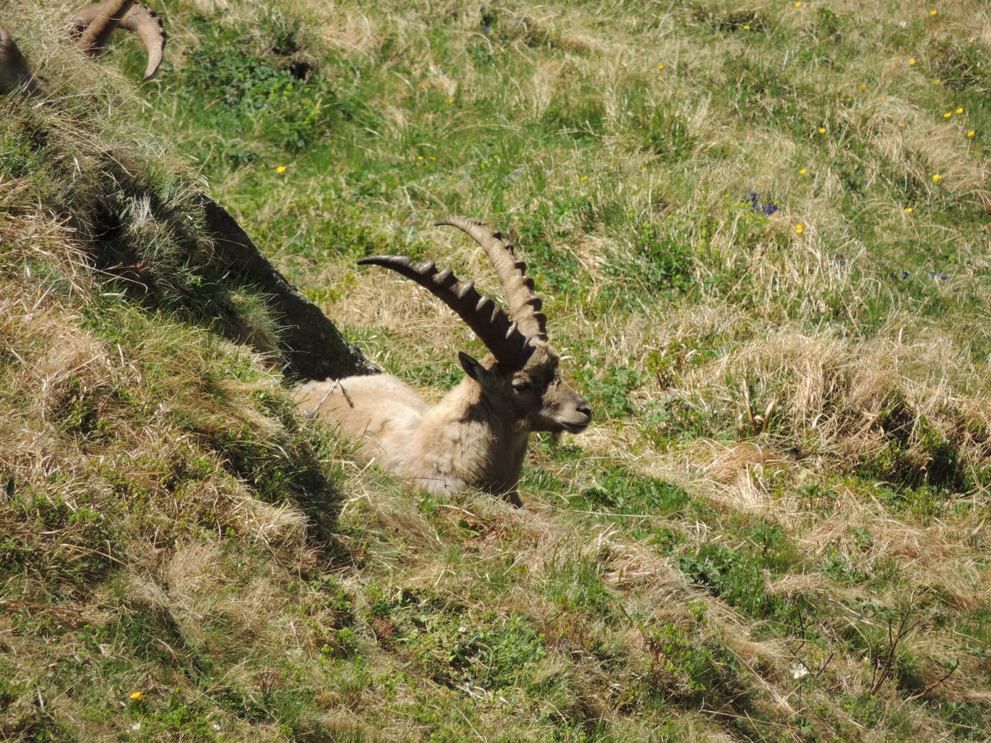 Steinbock, Grossglockner-Gebiet