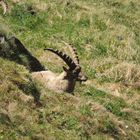 Steinbock, Grossglockner-Gebiet