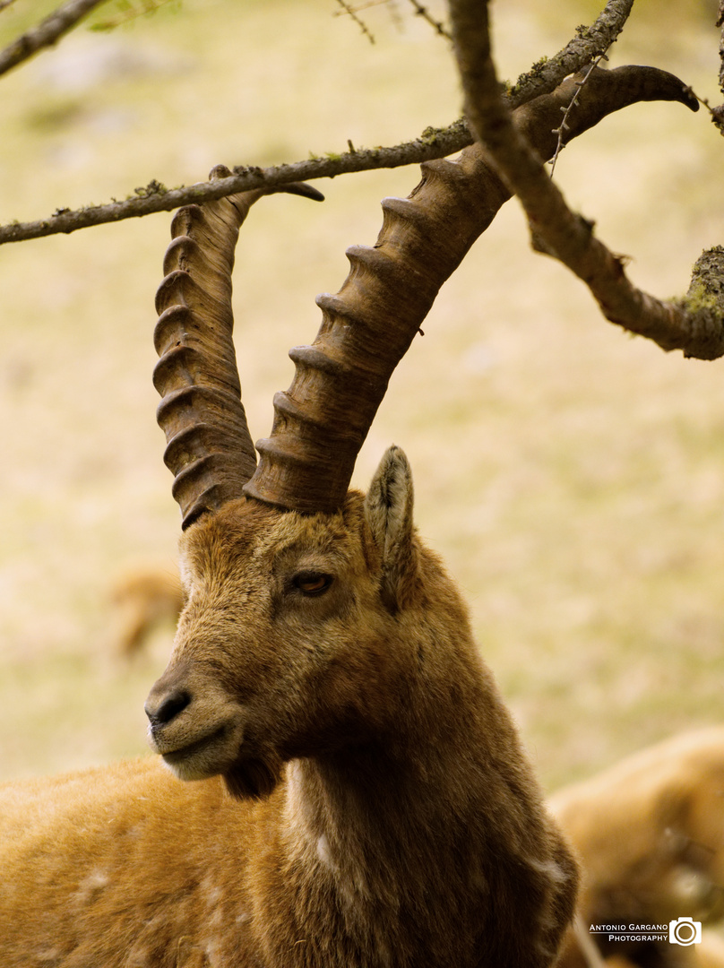 Steinbock - Ibex