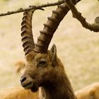 Steinbock - Ibex