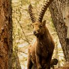 Steinbock - IBEX