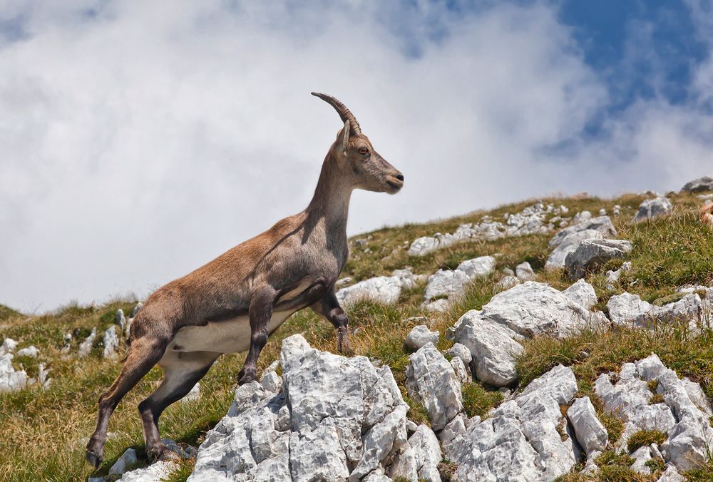 Steinbock III