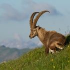 Steinbock im Abendlicht