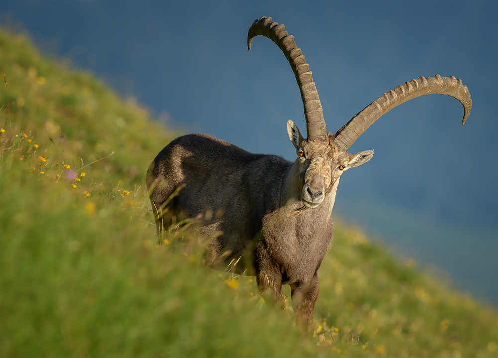 Steinbock im Abendlicht