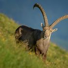 Steinbock im Abendlicht