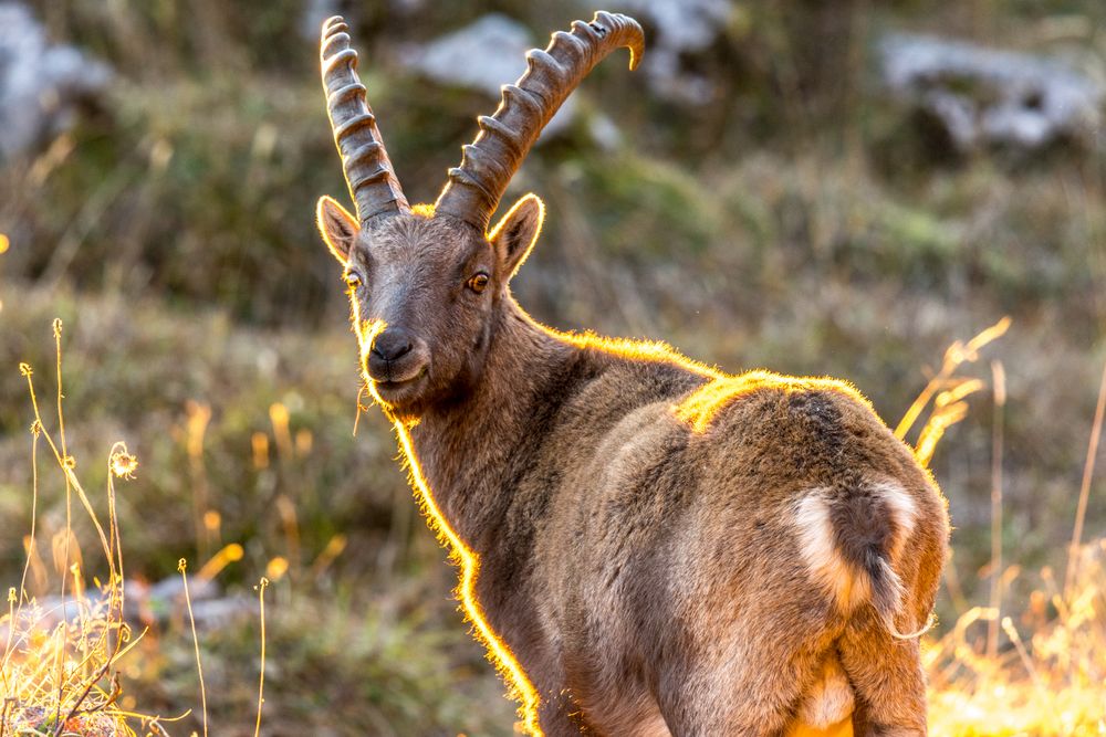 Steinbock im Abendlicht