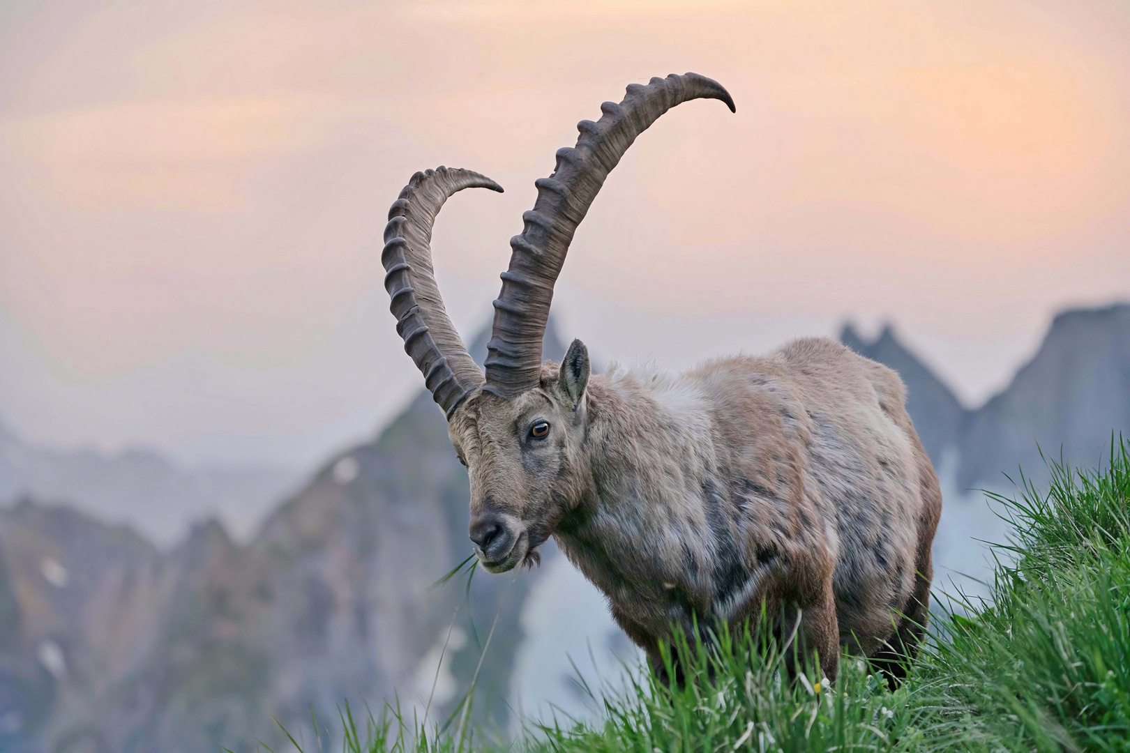 Steinbock im Abendlicht fertige Version