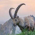 Steinbock im Abendlicht fertige Version