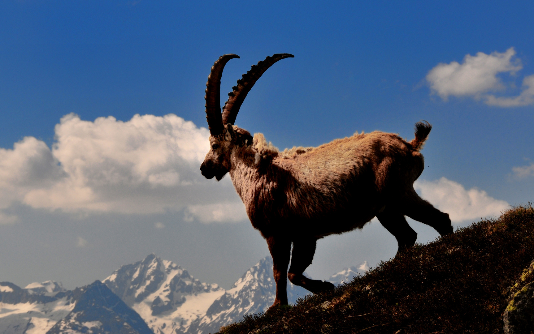 Steinbock im Abgang