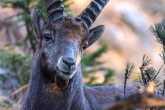 Steinbock im Alpenwald