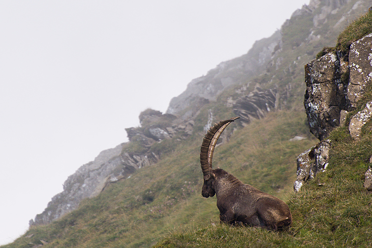 Steinbock im Alpsteinmassiv