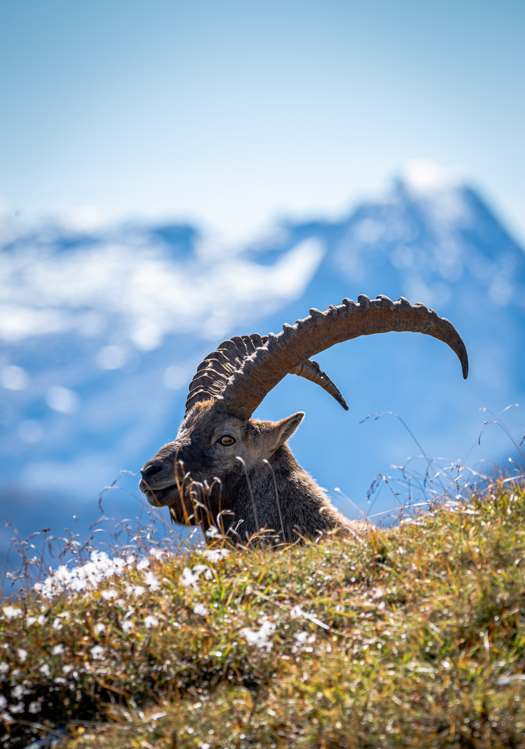 Steinbock im Berchtesgadener Land 