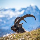 Steinbock im Berchtesgadener Land 