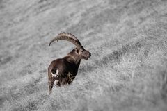 steinbock im berner oberland