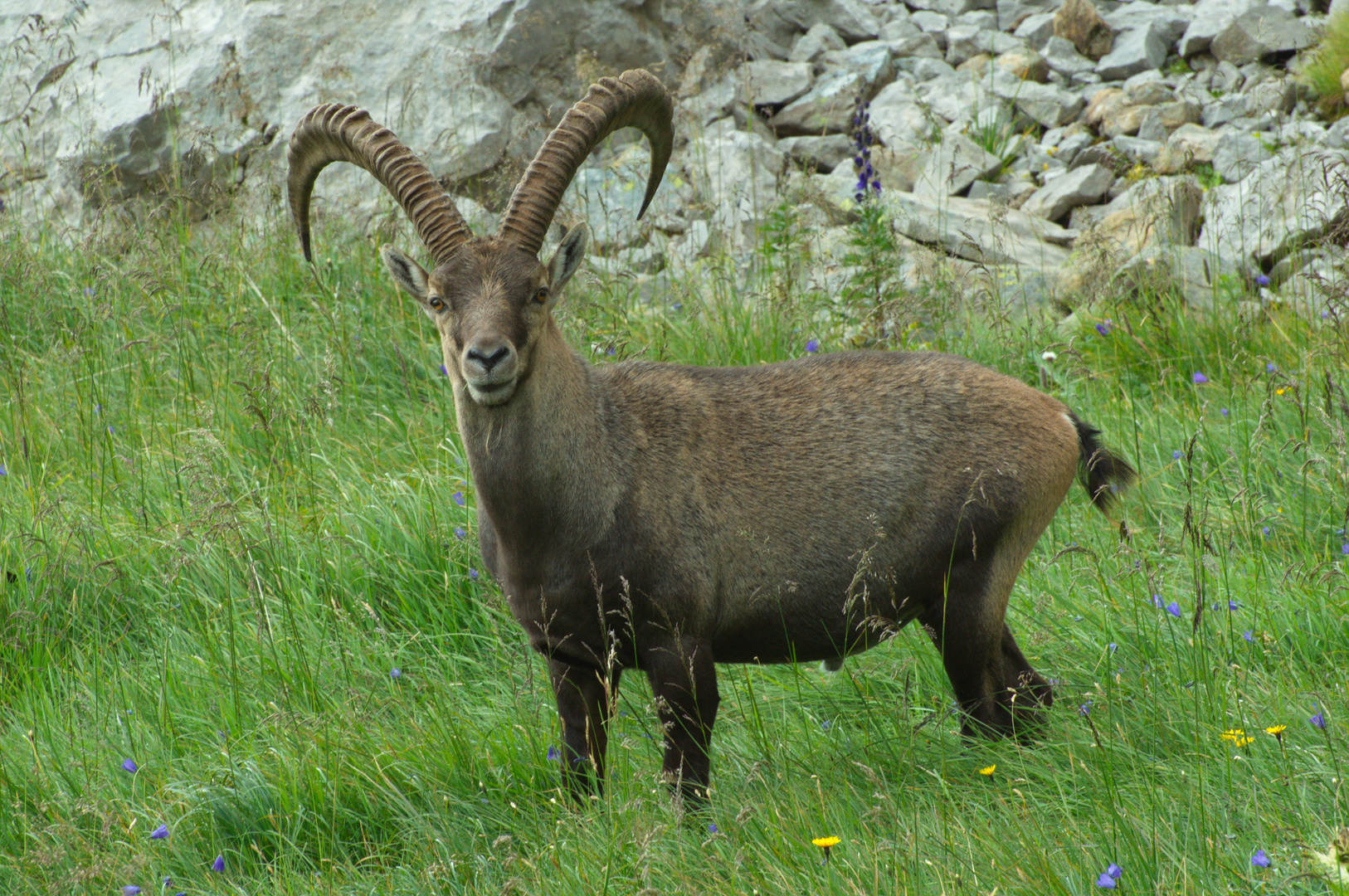 Steinbock im Berner Oberland