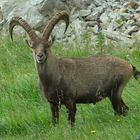 Steinbock im Berner Oberland