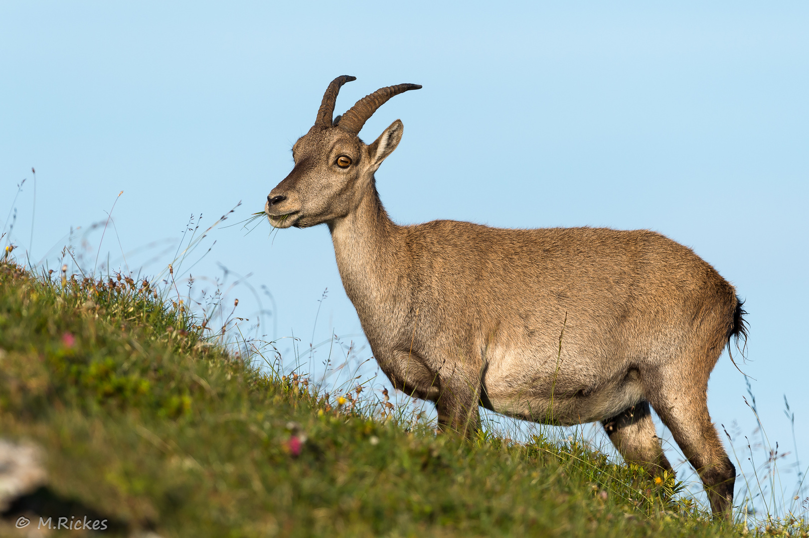 Steinbock im Berner Oberland.