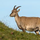 Steinbock im Berner Oberland.