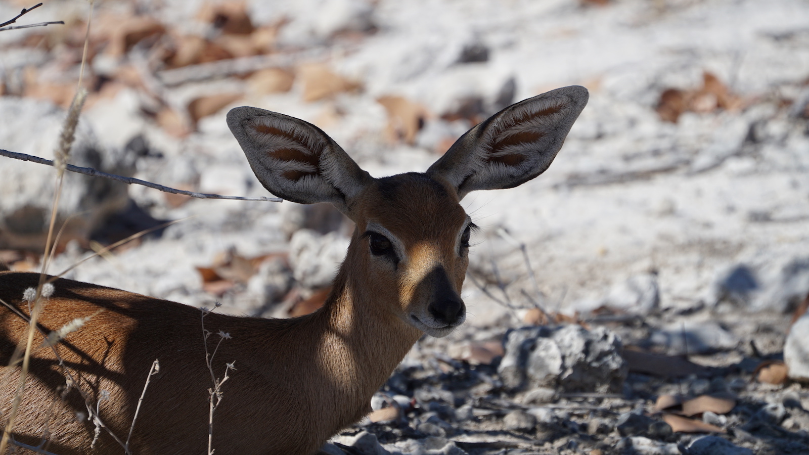 Steinbock im Etosha Nationalpark