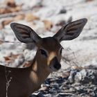 Steinbock im Etosha Nationalpark