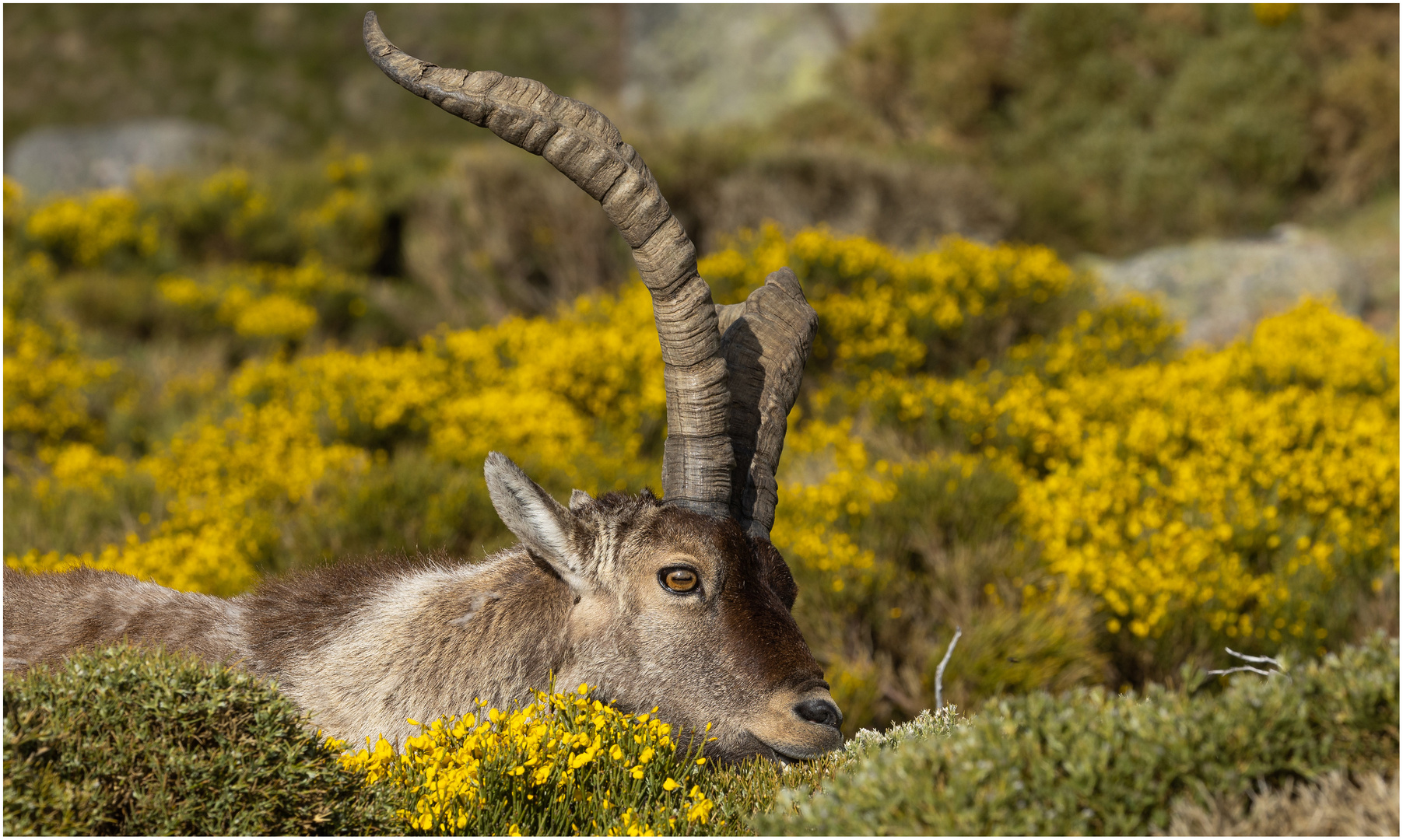 Steinbock im Farbenspiel