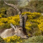 Steinbock im Farbenspiel