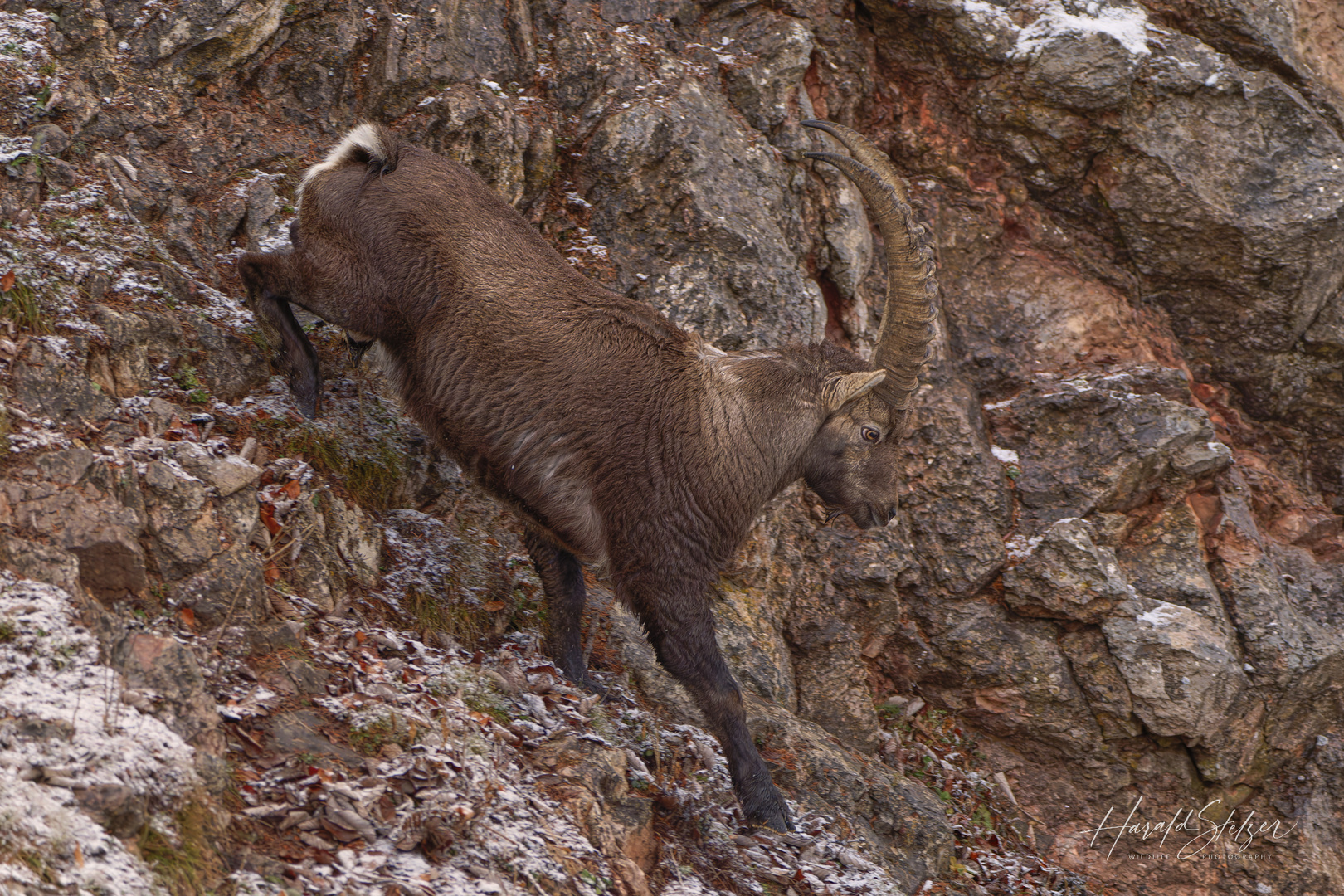 Steinbock im Fels