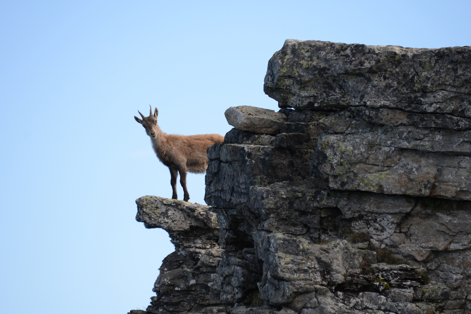 Steinbock im Fels