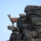 Steinbock im Fels