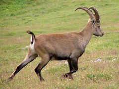 Steinbock im Galopp