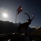 Steinbock im Gegenlicht