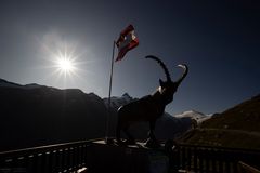 Steinbock im Gegenlicht