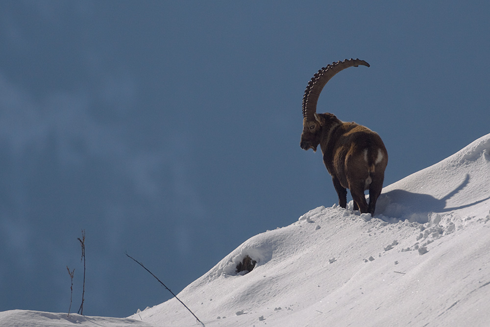 Steinbock im Gegenlicht