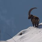 Steinbock im Gegenlicht