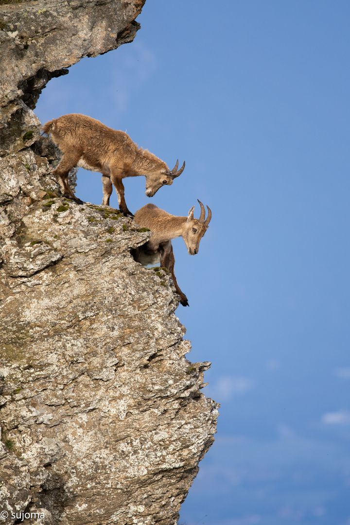 Steinbock im Hang