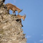 Steinbock im Hang